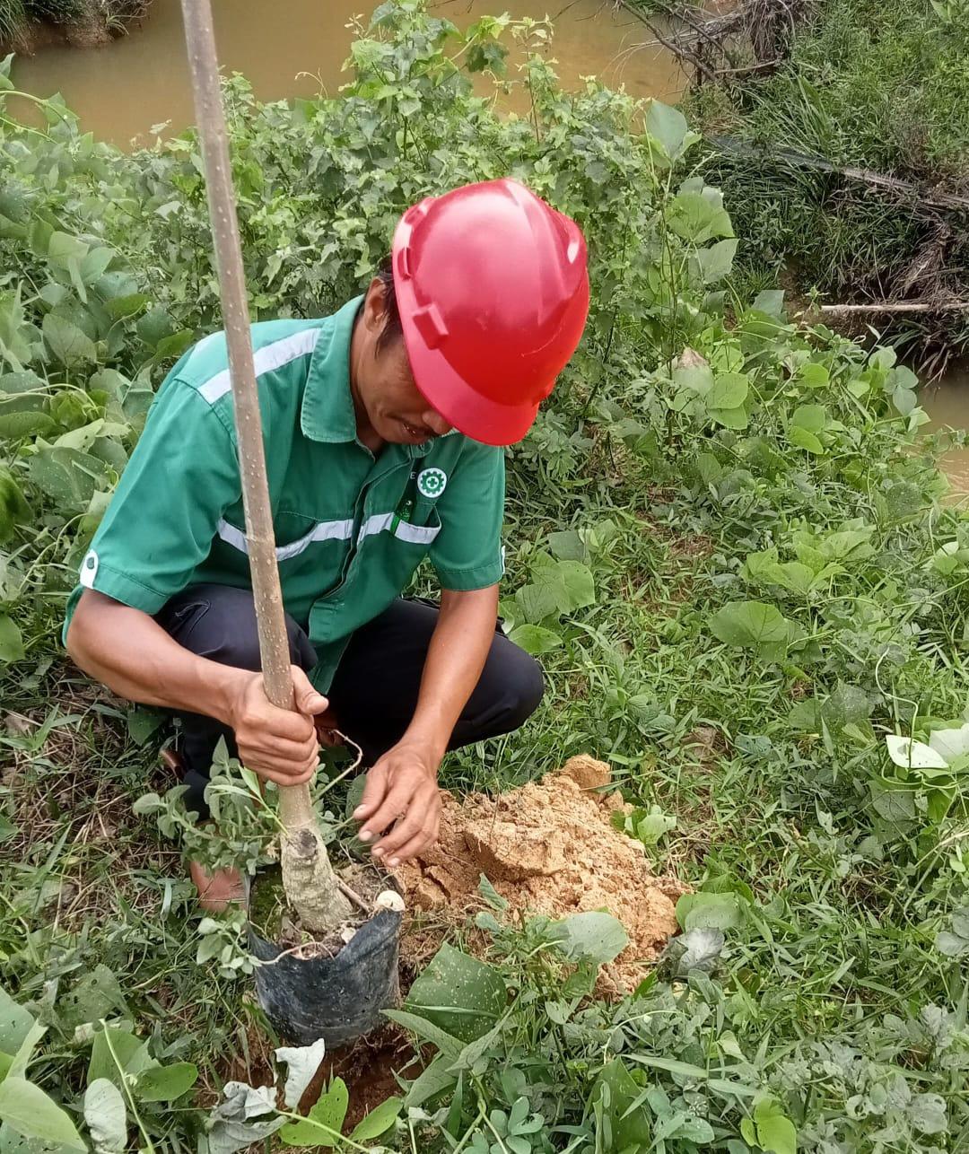 Kegiatan reboisasi di sempadan Sungai Manding